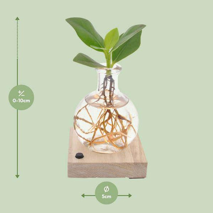 Clusia In Samoa LED – Autogramm-Baum – Ø5cm – Höhe ca. 10cm – Pflegeleichte Zimmerpflanze – Tropische Mini-Pflanze für Innenräume & Geschenkidee