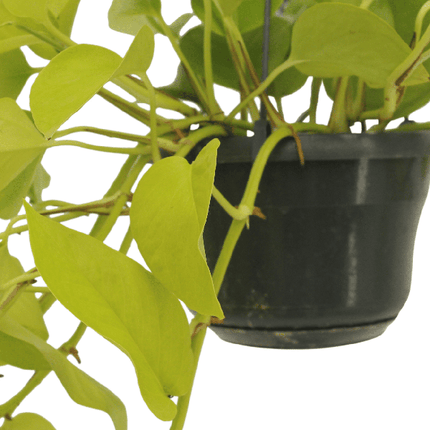 Efeutute – Epipremnum Golden Pothos – Scindapsus – Zimmerpflanze – Ø15cm – ca. 25cm hoch – 2 Pflanzen – pflegeleichte Kletter- & Hängepflanze für Zuhause & Büro