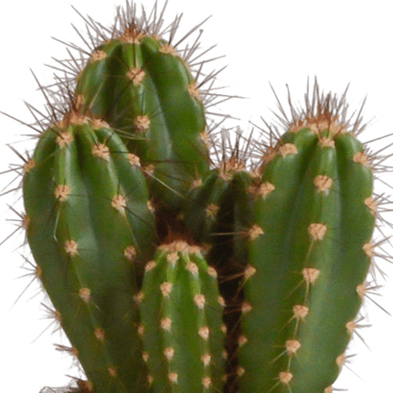 Cereus Mix – 3Zimmerpflanzen – Ø10,5cm – Verschiedene Säulen- & Stabkakteen im weißen Topf – Pflegeleichte Kakteen für Fensterbank, Büro & Wohnzimmer