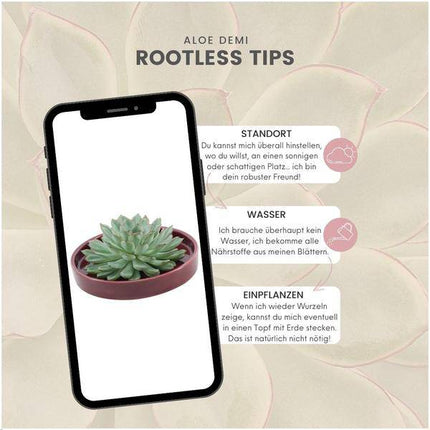 Sukkulente – Echeveria Pulidonis Rootless – in Keramikschale Rot Ø20cm ↕5cm – pflegeleichte Schnitt-Sukkulente ohne Wurzeln – dekorative Tischdeko & Geschenkidee