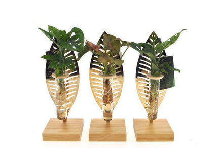 Zimmerpflanzen Mix im Verona Glas – Ø7cm – ↕10cm – stilvolle Hydroponik-Pflanze – pflegeleichte Deko für Zuhause & Büro