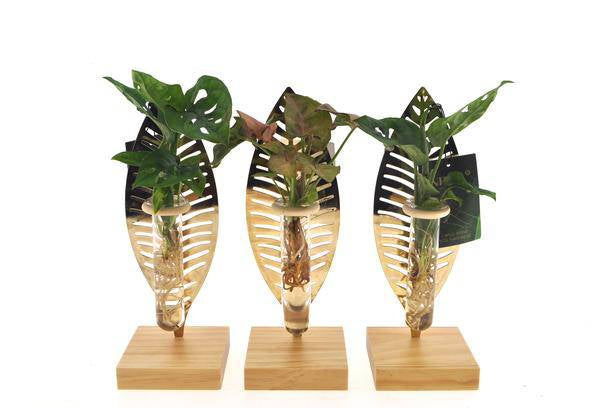 Zimmerpflanzen Mix im Verona Glas – Ø7cm – ↕10cm – stilvolle Hydroponik-Pflanze – pflegeleichte Deko für Zuhause & Büro