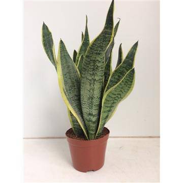 Bogenhanf Sansevieria Futura Superba Zimmerpflanze Ø14cm ↕40cm – pflegeleichte Grünpflanze für Wohnzimmer, Büro & helle Standorte kaufen