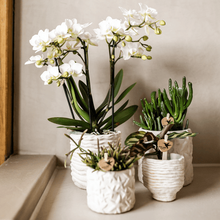 Star Fish Blumentopf Off White Ø9cm – Dekorativer Keramiktopf mit Seestern-Muster – Sommerlicher Pflanzentopf im maritimen Design – Blumendeko für Wohnzimmer, Küche & Bad