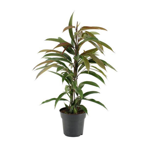 Gummibaum Ficus Binnendijkii Amstel King – Zimmerpflanze Ø17cm – ca. 70cm hoch – pflegeleichte grüne Pflanze für Wohnzimmer, Büro & Innenraumbegrünung
