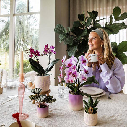 Gradience Übertopf Rosa – Ø6cm – Blumentopf mit Farbverlauf – Glänzender Keramiktopf für Sukkulenten & Mini – Orchideen