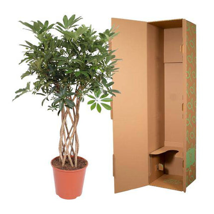 Strahlenaralie – Schefflera Arboricola Compacta – Zimmerpflanze – 140cm – Ø30cm – dekorative Indoor-Pflanze mit geflochtenem Stamm und glänzend grünen Blättern