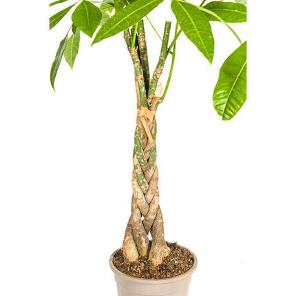 Glückskastanie Pachira Aquatica – Geldbaum – Zimmerpflanze Ø21cm ↕90-110cm – Geflochtener Stamm – Pflegeleicht