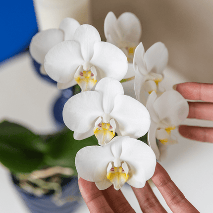 Amabilis Orchidee Weiß – Zimmerpflanze Ø9cm – inkl. Candy – Übertopf Blau – Elegante Orchidee mit 2-3 Blütenstielen