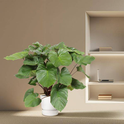 Homalomena Rubescens Zimmerpflanze Ø34cm ↕140cm – pflegeleichte Grünpflanze für Wohnzimmer, Büro & helle Standorte kaufen