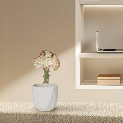 Euphorbia lactea Cristata Rot – Drachenknochenkaktus – Korallenkaktus – Exotische Zimmerpflanze – Sukkulente – Pflegeleicht – ↕30cm – Ø10,5cm