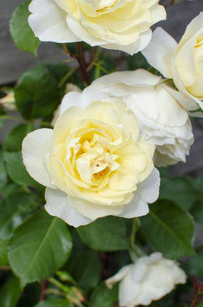 Weiße Kletterrose – Rosa Crazy in Love 'Vanilla' – 3 Pflanzen – Ø15cm – Höhe ca. 65cm – Cremeweiße Kletterrosen für Garten, Terrasse & Pergola – Dauerblüher von Juni bis Herbst