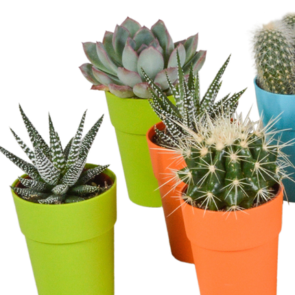 Sukkulenten & Kakteen Mix – 15 Pflanzen – Ø5,5cm Zimmerpflanzen im farbigen Kunststofftopf – Verschiedene Mini-Sukkulenten & Kakteen – Pflegeleichte Pflanzen für Fensterbank, Büro & Wohnzimmer