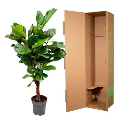 Geigenfeige Ficus Lyrata Zimmerpflanze Ø27cm ↕130cm – pflegeleichte Grünpflanze für Wohnzimmer, Büro & helle Standorte kaufen