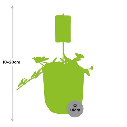 Zwergpfeffer – Peperomia 'Hope' – pflegeleichte Zimmerpflanze – luftreinigend – dekorativer Vibes Fold Topf Ø14cm Gelb