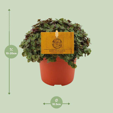 Callisia repens – Kriechendes Schönpolster – Ø10,5cm – ↕15cm – Beliebte Zimmerpflanze mit hängenden Ranken – Pflegeleicht & dekorativ – Luftreinigende Grünpflanze