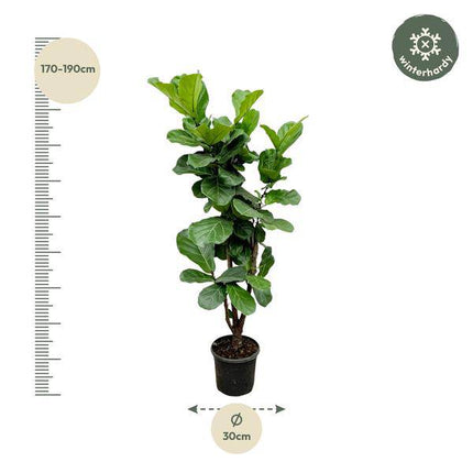 Feigenbaum – Ficus Lyrata – ca. 170cm hoch – Ø32cm – Geigenfeige als imposante Zimmerpflanze – XXL Grünpflanze mit großen Blättern – Dekorative Pflanze für Wohnzimmer & Büro
