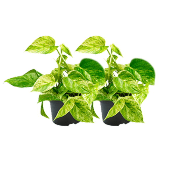 Epipremnum Marble Queen – Efeutute – 2 Pflanzen – Ø15cm / Ø12cm – Zimmerpflanzen mit marmorierten Blättern – Ideal für Wohnzimmer & Büro