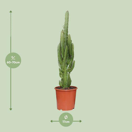 Dreikantige Wolfsmilch – Euphorbia Trigona – Afrikanischer Milchbaum – Zimmerpflanze Ø17cm – Höhe ca. 70cm – Pflegeleichte Sukkulente für Wohnzimmer & Büro