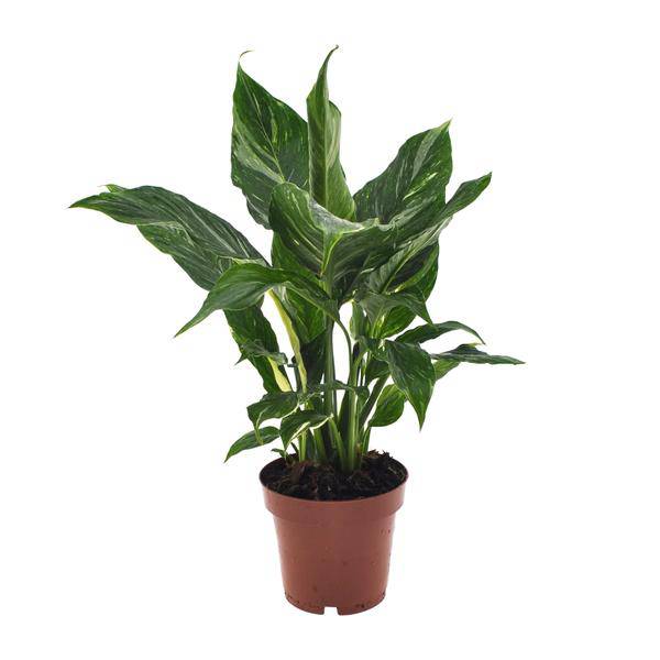 Einblatt Spathiphyllum Diamant – Friedenslilie Zimmerpflanze Ø12cm ↕40cm – pflegeleichte luftreinigende Grünpflanze mit weißen Blüten für Wohnzimmer Büro & Schlafzimmer