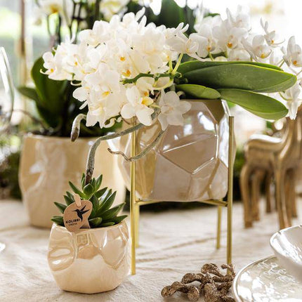 Kombi-Angebot Perlen Travertin Töpfe – 3er-Set Ø6/9/12 cm – stilvolle Keramik-Pflanzgefäße für Orchideen, Sukkulenten & Zimmerpflanzen