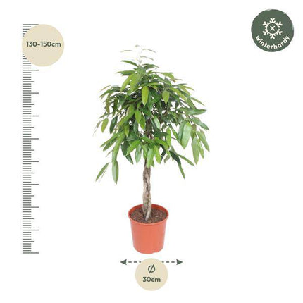 Ficus Amstel King – Schmalblättriger Gummibaum – 140 cm hoch – Ø30 cm – Zimmerpflanze mit geflochtenem Stamm – Pflegeleicht & luftreinigend – Ideal für Wohnzimmer & Büro