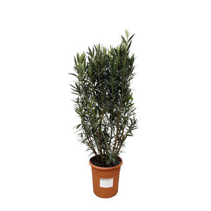 Rosenlorbeer – Nerium Oleander Strauch 180cm – Ø40cm – Immergrüne Kübelpflanze mit duftenden Blüten – Mediterrane Zierpflanze für Garten, Terrasse & Balkon – Pflegeleicht
