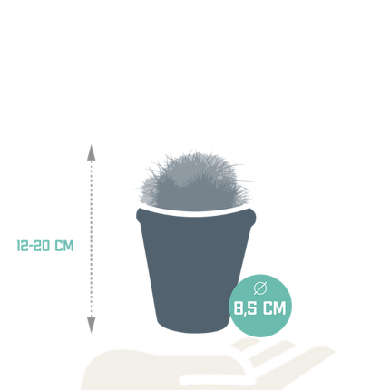Kaktus Bolcactus Mix – 3 Pflanzen – Ø8,5cm Zimmerpflanzen im Terrakotta-Topf – Verschiedene Kugelkakteen – Pflegeleichte Sukkulenten für Fensterbank, Büro & Wohnzimmer