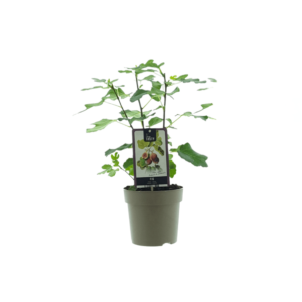 Ficus Precose de Dalmatie – Feigenbaum Zimmerpflanze – Ø15cm – ca. 40cm hoch – Pflegeleichte grüne Zimmerpflanze – Perfekt für Wohnzimmer, Büro & Balkon