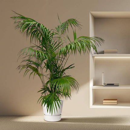 Kentia-Palme – Howea forsteriana – Zimmerpflanze 260cm – Ø35cm – XXL-Palme mit eleganten dunkelgrünen Wedeln – Exklusive Kübelpflanze für Wohnzimmer, Büro & Wintergarten – Pflegeleicht