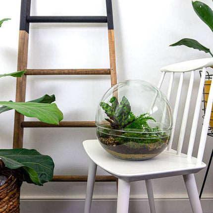 Flaschengarten DIY Bausatz Terrarium Kuppel XL Ø30cm – pflegeleichter Flaschengarten im Glas, Pflanzen Terrarium für Wohnzimmer & Büro