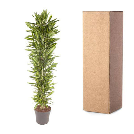 Drachenbaum – Dracaena Cintho 210cm – Ø40cm – XXL Zimmerpflanze mit zweifarbig grünen Blättern – Pflegeleichte Grünpflanze für Wohnzimmer, Büro & Wintergarten