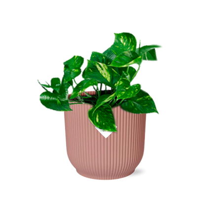 Efeutute Epipremnum Pinnatum Aureum Zimmerpflanze – pflegeleichte Grünpflanze für Wohnzimmer, Büro & helle Standorte kaufen