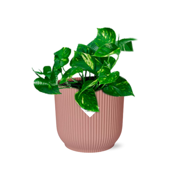 Efeutute Epipremnum Pinnatum Aureum Zimmerpflanze – pflegeleichte Grünpflanze für Wohnzimmer, Büro & helle Standorte kaufen