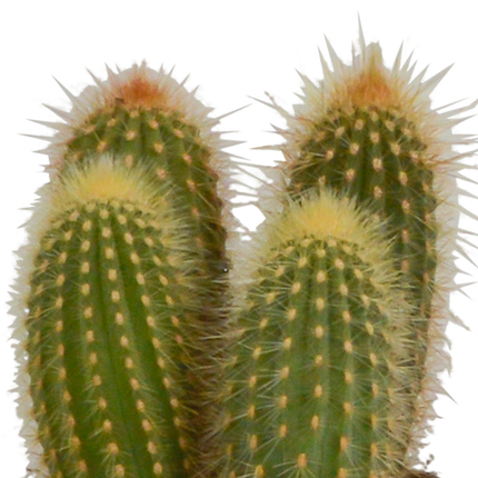 Cereus Mix – 3Zimmerpflanzen – Ø10,5cm – Verschiedene Säulen- & Stabkakteen im weißen Topf – Pflegeleichte Kakteen für Fensterbank, Büro & Wohnzimmer