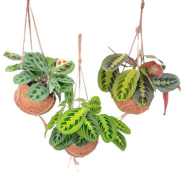 Kokodama Maranta Mix – 3 Pflanzen – Hängepflanzen – Zimmerpflanzen – Ø15cm – Höhe ca. 20cm – tropischer Mix im Natur – Kokodama