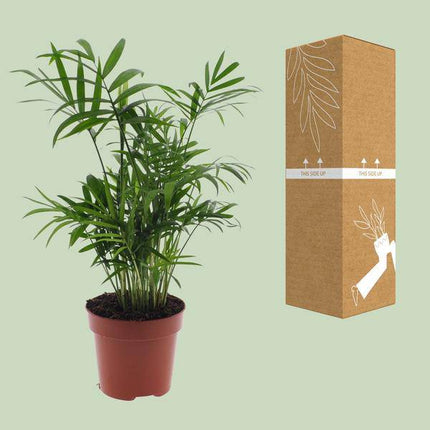 Mexikanische Bergpalme – Chamaedorea Elegans – Ø12cm x H40cm – Pflegeleichte Zwergpalme für Innenräume – Für Halbschatten – Luftreinigende Zimmerpflanze