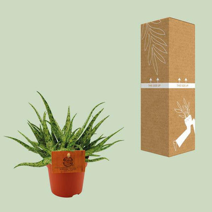 Sukkulente – Aloe Spider – Zimmerpflanze – Ø10,5cm – ↕15cm – Pflegeleichte Grünpflanze mit dekorativen stacheligen Blättern – Ideal für sonnige Standorte