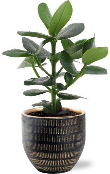 Clusia Rosea Princess – Balsamapfel – Zimmerpflanze Ø12cm ↕15cm – Mit Beau Topf Schwarz Ø14x13cm – Tropisch & pflegeleicht – Kompakt & dekorativ