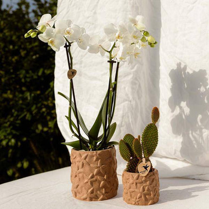 Sternchen Fisch Dekotopf Sand Ø9cm – Blumentopf mit Seestern-Motiv – dekorativer Pflanzentopf für Zimmerpflanzen