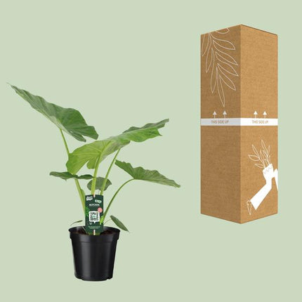 Alocasia Macrorrhiza – Riesenblättriges Pfeilblatt – Ø19cm – ↕70cm Höhe – Exotische Zimmerpflanze mit großen dekorativen Blättern – Pflegeleicht & luftreinigend