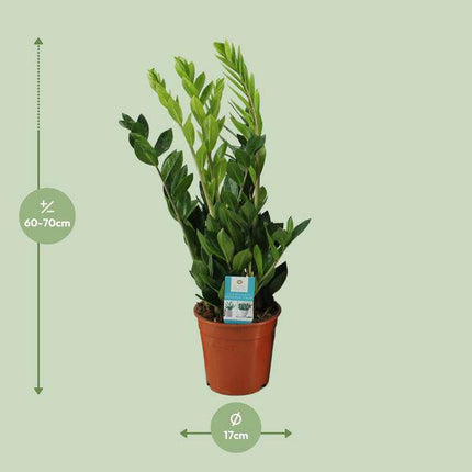 Glücksfeder – Zamioculcas Zamiifolia – Zimmerpflanze – Ø17cm – ↕65cm – Pflegeleichte Grünpflanze mit glänzenden Blättern – Robuste & elegante Dekopflanze