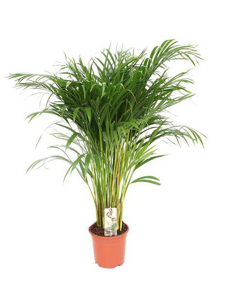 Betelpalme (Dypsis Lutescens) Zimmerpflanze Ø21cm ↕110cm – tropische Grünpflanze für Wohnzimmer, Büro & helle Standorte kaufen