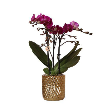 Phalaenopsis-Orchidee – Morelia – Fliederfarben – Ø9cm – ca. 35cm hoch – Inkl. goldener Diamond-Ziertopf – Blühende Zimmerpflanze mit 2–3 Zweigen