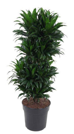 Drachenbaum Dracaena Compacta – Zimmerpflanze – Ø27cm – ca. 100cm hoch – Buschig & dunkelgrün – Pflegeleicht & für Innenräume