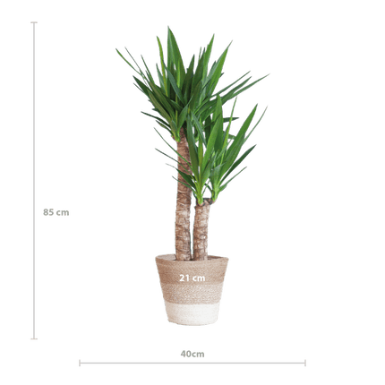 Yucca Elephantipes – Riesen-Palmlilie – Zimmerpflanze – ca. 90cm hoch – Ø21cm – In Pflanzkorb Lissabon Weiß – Pflegeleicht & dekorativ