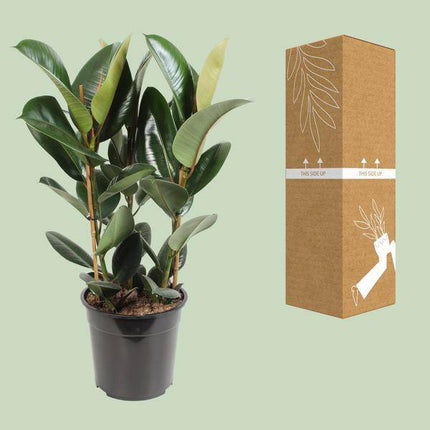 Gummibaum – Ficus Elastica Robusta – Zimmerpflanze – Ø27cm – ↕85cm – Pflegeleichte Grünpflanze mit großen glänzenden Blättern – Luftreinigende Dekopflanze