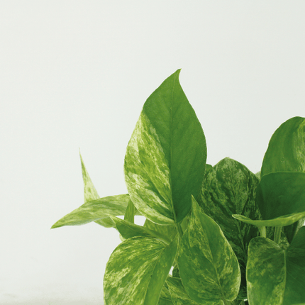 Efeutute – Epipremnum Marble Queen – 4 Pflanzen – Ø12cm – Höhe ca. 15cm – Zimmerpflanze mit marmorierten Blättern – Kletter- & Hängepflanze für Wohnzimmer & Büro