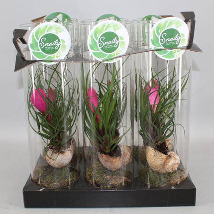 Blaue Tillandsie – Tillandsia cyanea – Zimmerpflanze – Ø11cm – ca. 38cm hoch – Exotisch & pflegeleicht – Mit violetter Blüte – Für Fensterbank, Büro & Bad