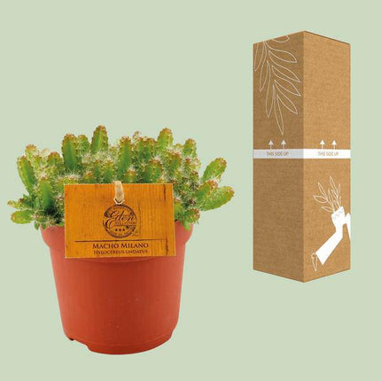 Drachenfrucht Kaktus – Hylocereus Undatus – Ø11cm – Höhe ca. 15cm – Exotische Dragonfruit Zimmerpflanze – Pflegeleichter Kaktus für modernes Interieur, Büro & Fensterbank